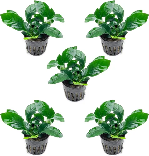 Miniatura 32 de SubstrateSource Plantas vivas – Anubias Hastifolia (Anubias hastifolia) – Luz baja a moderada, hojas en forma de flecha de color verde medio a