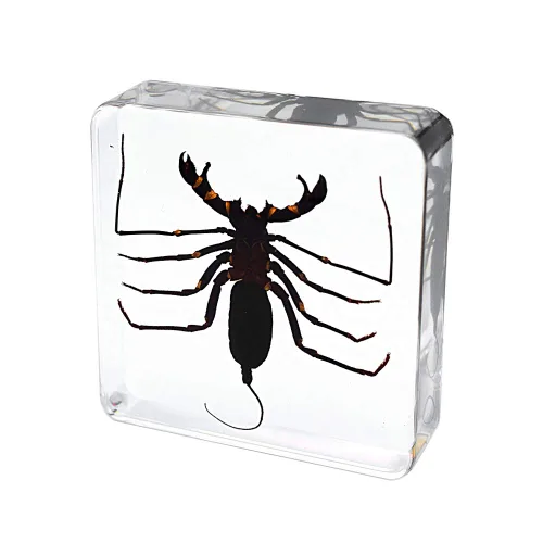 Miniatura 4 de Insecto animal real látigo escorpión espécimen pisapapeles Typopeltis Níger Taxidermia Ciencias Aula Espécimen para la educación científica