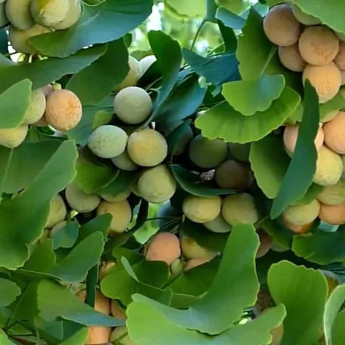 Semillas de Árbol de Ginkgo (Ginkgo biloba) 5 Semillas