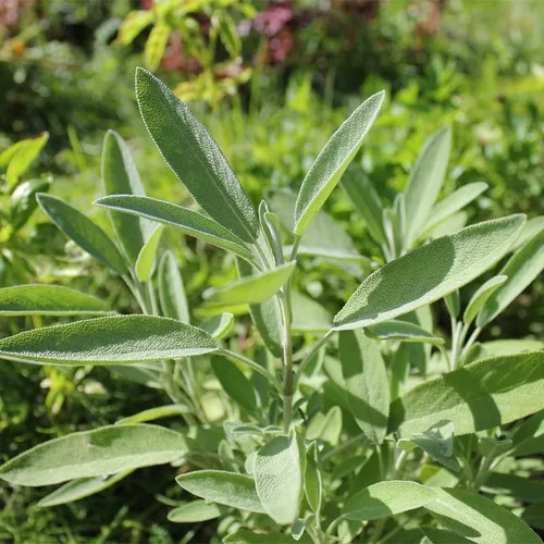 Miniatura 3 de Hoja ancha de salvia (50 semillas)