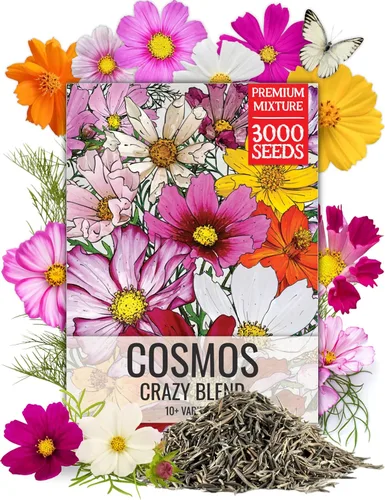 Miniatura 18 de Seed Needs Mezcla de semillas de girasol para plantar Sunset Blend 7 variedades Más de 1000 semillas Helianthus Annuus Heirloom Semillas de flores