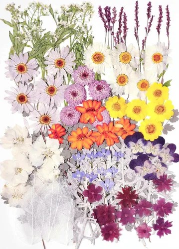 100 piezas de flores y hojas secas prensadas reales, herbario de plantas naturales para moldes de resina DIY, fabricación de joyas y manualidades