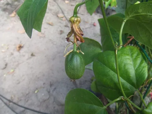 Miniatura 3 de 10 Semillas de vid Passiflora Herbertiana Semilla de Pasiflora Nativa