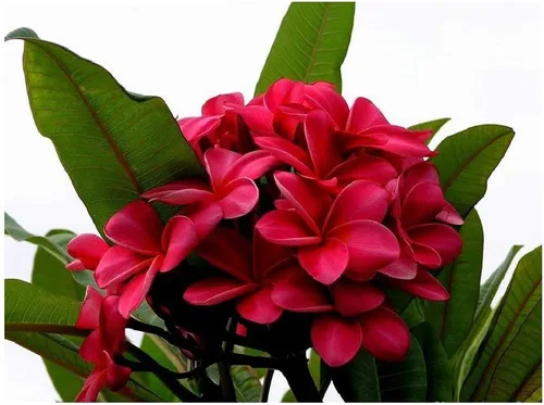 Miniatura 3 de Hawaiian Rare Plumeria Frangipani Planta esquejes rojo, blanco, amarillo, rosa - 10 pulgadas - Descuento Hawaiian Gifts LQ4 (rojo)