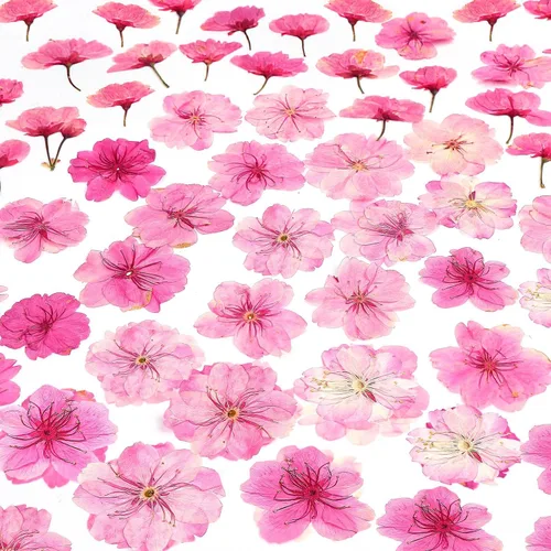 Miniatura 8 de 48 mini flores naturales secas prensadas para el aliento del bebé para decoración de pasteles, invitaciones de boda, flor de gypsophila seca real