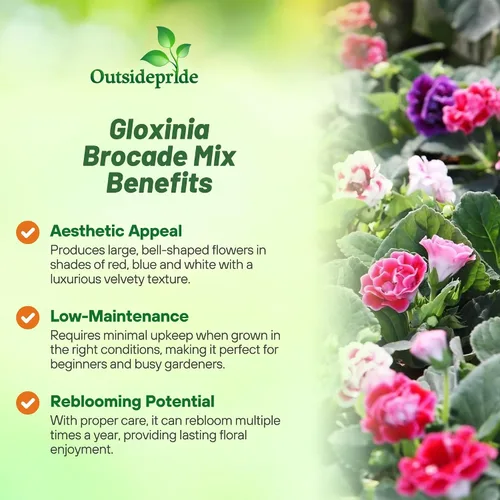 Miniatura 3 de Outsidepride Gloxinia Seeds - 25 unidades. Perenne, fácil de cultivar y de bajo mantenimiento, semillas de flores para plantar flores mixtas