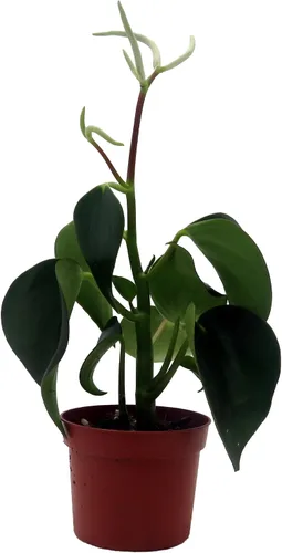 Planta de dinero chino Raindrop - Peperomia polybotrya - Maceta de 2.5"