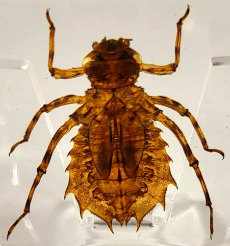 Miniatura 10 de 44mm Escorpión real asiático gigante en resina de lucite transparente cristal, especímenes de artesanía, insectos de animales varios, colección
