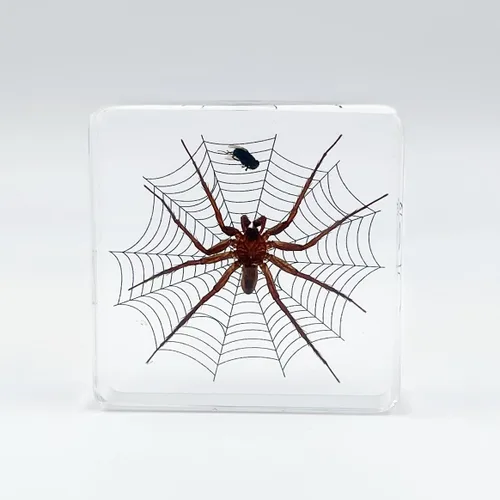 Miniatura 10 de Muestras de pulpo reales en manualidades de pisapapeles de resina, colección de taxidermia de animales para educación científica y adorno