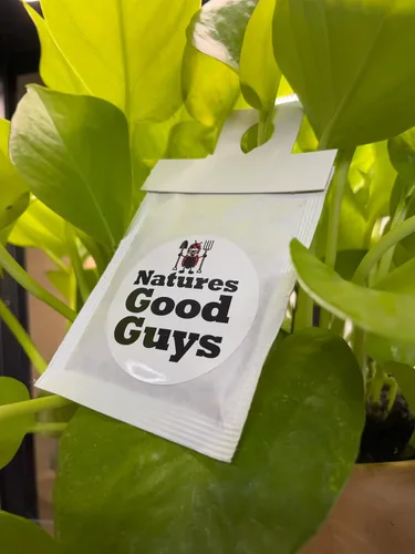 Miniatura 7 de Natures Good Guys - Amblyseius swirskii (4.000 ácaros por botella)