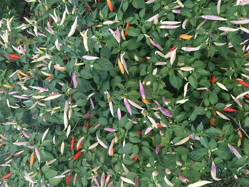 Miniatura 2 de Aji Omnicolor - Semillas de pimienta peruana de primera calidad para plantar paquete