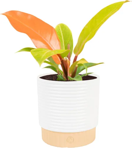 Miniatura 11 de Costa Farms - Philodendron birkin, planta de interior viva, 14 pulgadas de alto, maceta decorativa blanca, colección Trending Tropicals