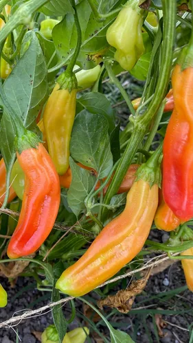 Miniatura 5 de Plant Good Seed Semillas de pimienta Aji Amarillo orgánicas para plantar: chile tradicional peruano, frutos amarillos anaranjados - Paquete de 30