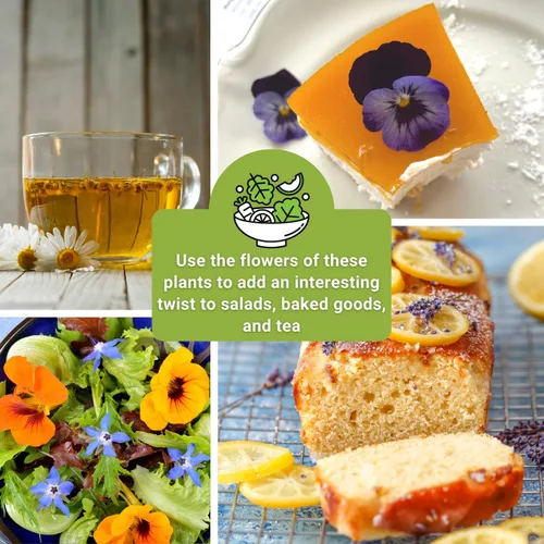 Miniatura 5 de Sow Right Seeds - Colección de semillas de flores comestibles para plantar - Paquetes individuales de capuchina, pensamiento, lavanda, manzanilla