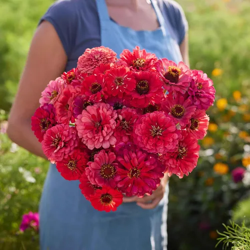 Miniatura 14 de Eden Brothers - Semillas de zinnia, cactus con flores, sin OMG, plantar en primavera, paquete, flores de bajo mantenimiento, zonas 3, 4, 5, 6, 7, 8