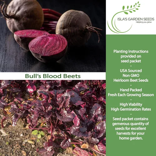 Miniatura 2 de Bull's Blood Semillas de remolacha para plantar, más de 100 semillas de reliquia por paquete, semillas de jardín de Isla