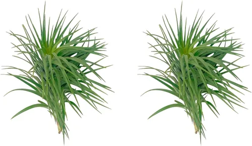 Miniatura 14 de ragnaroc Air Plants - Tillandsia Caput Medusae Floreciente, Grande 5-7" - 1ct - Llegada Viva Garantizada - Plantas de Casa para Decoración del Hogar