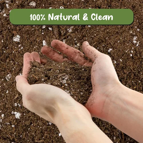 Miniatura 3 de Soil Sunrise Mezcla de Tierra para Macetas de Árbol de Aguacate (12 Cuartos) para Germinar, Cultivar y Trasplantar Plantas de Aguacate