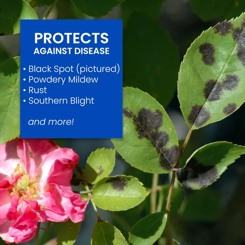 Miniatura 4 de BioAdvanced Cuidado de rosas y flores todo en uno I, gránulos, 4 lb