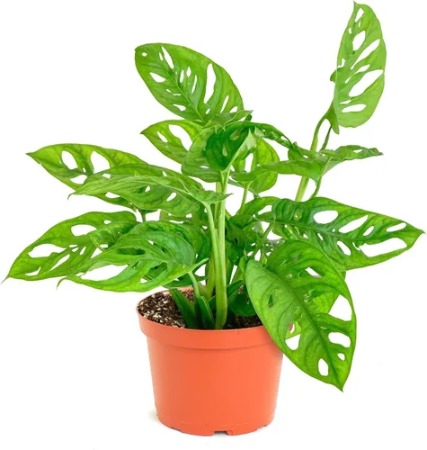 Shop Succulents - Planta colgante Monstera Adansonii, planta de interior viva, planta colgante de queso suizo de fácil cuidado para el hogar en