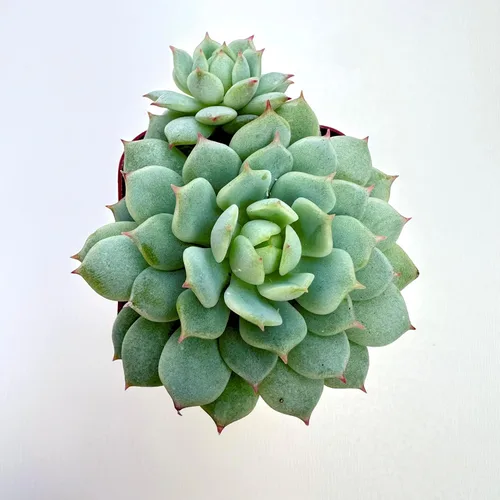 Miniatura 2 de Plantas suculentas vivas, variedades variadas en dos tamaños de maceta, plantas de fácil cuidado para interiores y exteriores, GNEM