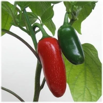Ohio Heirloom - Semillas de pimiento jalapeño para plantar, cultivadas en 2023 para la cosecha 2024, semillas tradicionales para verduras de jardín