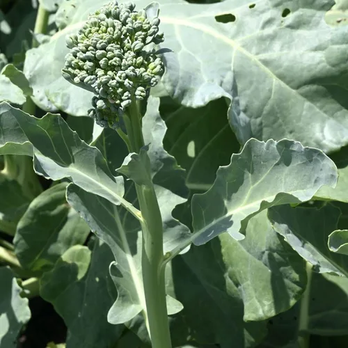 Miniatura 2 de Semillas de brócoli raab orgánico (Rapini de primavera) - Aprox. 750 semillas - Orgánico USDA, sin OMG, polinización abierta, variedad autóctona
