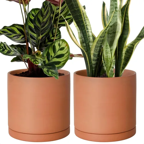Miniatura 9 de D'vine Dev Maceta de Terracota Extra Pequeña de 4 Pulgadas con Orificio de Drenaje y Platillo, Maceta Cilíndrica Redonda para Plantas