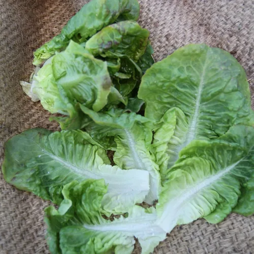 Semillas de lechuga Summer Bibb, 1 onza ~ 25,000 semillas, sin OMG, polinizada abierta, reliquia, semillas de jardinería vegetal