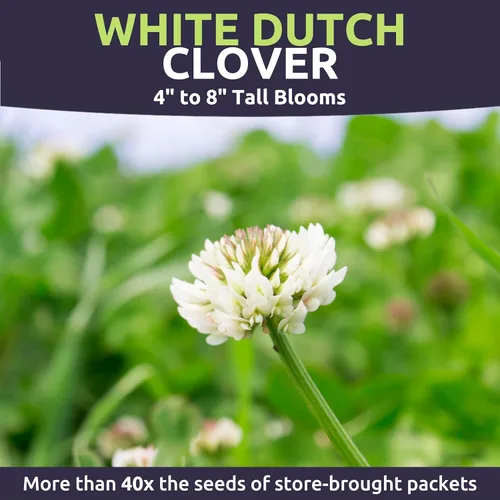 Miniatura 3 de Trébol holandés blanco, bolsa a granel de 1/4 libra, 150,000 semillas de flores para plantar - Trifolium repens