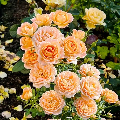 Miniatura 3 de Más de 230 semillas de rosas trepadoras para plantar, flor de vid trepadora perenne fragante