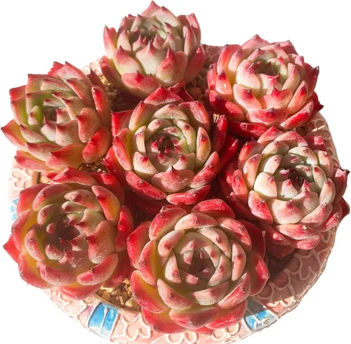 Miniatura 6 de Echeveria cv Momotarou - Plantas suculentas vivas raras, 1 maceta de tamaño de 2.5 pulgadas, planta viva rosa, excluye maceta y tierra, escritorio