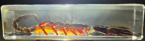 Miniatura 26 de 44mm de escorpión negro real en resina de lucite transparente cristalina, especímenes de artesanía, insectos de varios animales, colección