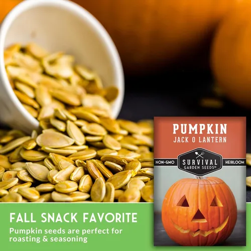 Miniatura 5 de Survival Garden Seeds - Semillas de calabaza Jack-O-Lantern para plantar - 3 paquetes con instrucciones para plantar y cultivar calabazas talladas