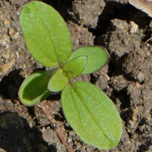 Miniatura 7 de Seed Needs Semillas de girasol para plantar girasoles de manchas solares enanas, semillas de flores de corte anual de polinización abierta