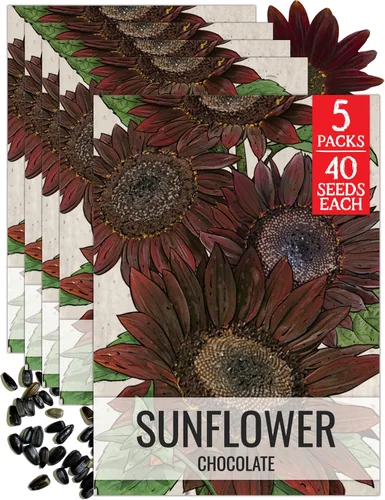 Miniatura 33 de Seed Needs Semillas de girasol para plantar girasoles de manchas solares enanas, semillas de flores de corte anual de polinización abierta
