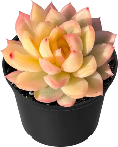 Miniatura 15 de Sprout N Green Sedum Dorado, Sedum adolphi, Mini suculenta viva totalmente enraizada en maceta de inicio de 2 pulgadas con mezcla de tierra, planta