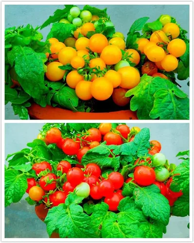 MOCCUROD - 100 semillas de tomate cereza para interiores, semillas de herencia vegetal rara de tomate enano rojo y amarillo