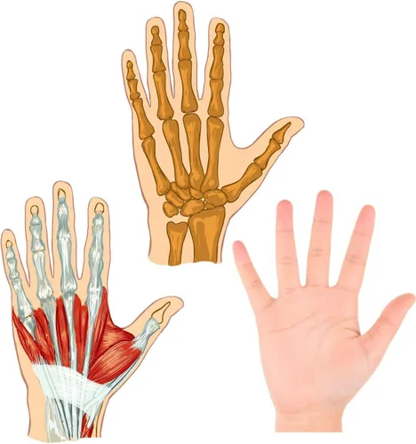 Miniatura 5 de Pelotas de ejercicio de mano, en forma de huevo, 3 resistencias para apretar (suaves, medias, firmes), para entrenamiento de manos, terapia física