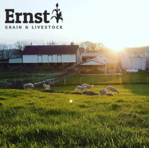 Miniatura 7 de Ernst Grain & Livestock Alimento para aves y vida silvestre – Perfecto para pájaros, patos, ardillas, pavos, conejos, gansos y ciervos – Alimento