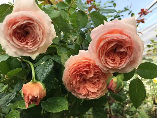Miniatura 2 de Pinky Apricot Orange Honey Rose Bush Plant Arbusto vivo, rosa trepadora fragante rosal, plantas vivas, rosas para plantar, tamaño inicial, 4 a 10