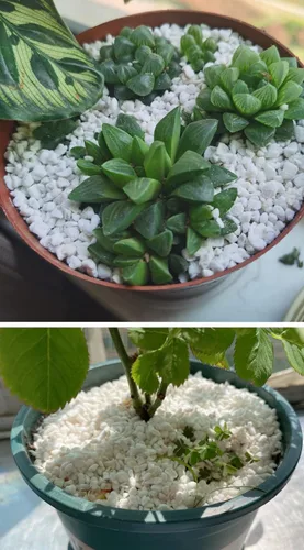 Miniatura 7 de Enmienda de suelo hortícola de perlita orgánica 50QT para plantas y drenaje mejorado Large Perlita