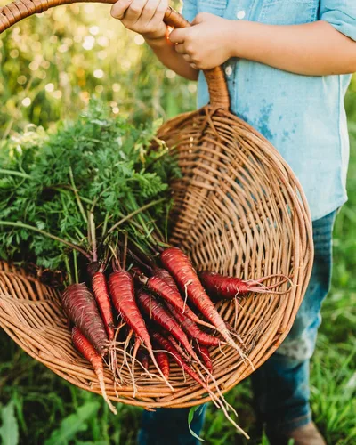 Miniatura 3 de Zanahoria roja dragón – 150 semillas – Variedad rara reliquia y polinizada abierta, semillas de vegetales sin OMG para plantar en interiores
