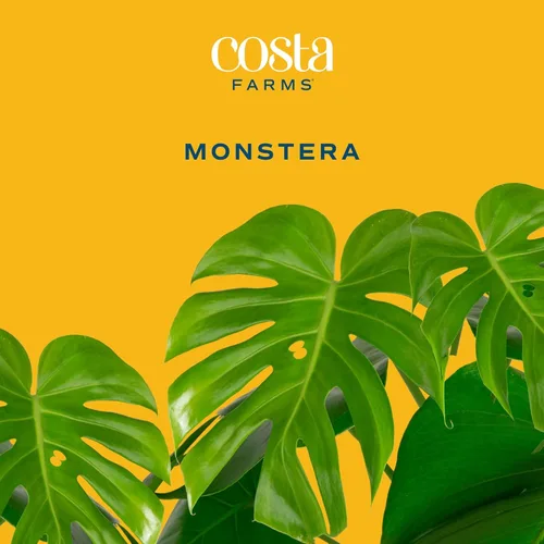 Miniatura 3 de Costa Farms Monstera, planta de queso suizo viva en maceta de plástico, planta de interior grande, perfecta para decoración del hogar, habitación u
