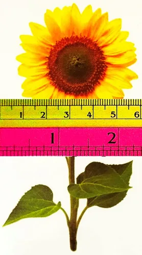 Set de 3 hojas mini girasol floreciente tatuaje falso impermeable temporal tatuajes para hombres mujeres diseño decoraciones cuerpo cuello pecho
