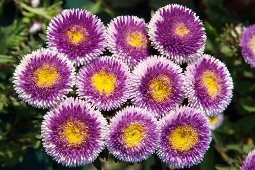 Miniatura 7 de Semillas Aster Moon Mix Flores Anuales