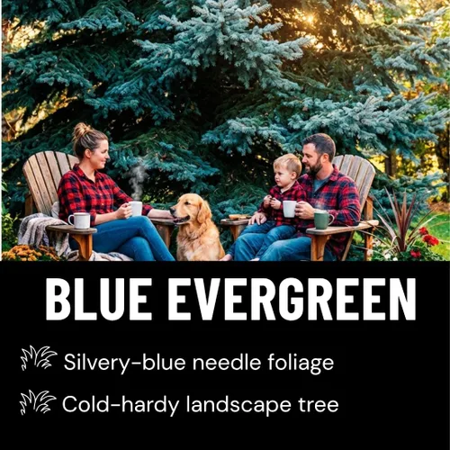Miniatura 5 de Semillas de abeto azul para plantar 100 piezas de semillas Abeto azul de Colorado, Picea pungens glauca Árboles atractivos para privacidad