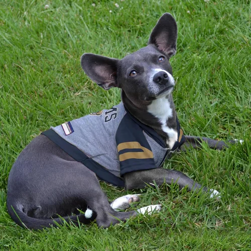 Miniatura 5 de NFL sudadera con capucha tee para perros y gatos. Fútbol perro sudadera con capucha playera disponible en todos los equipos de 32 NFL. cuttest