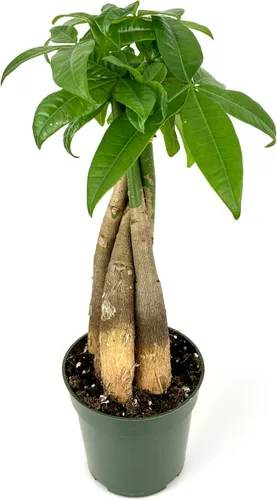Miniatura 3 de Árbol del dinero trenzado Pachira Aquatica Live House Plant Feng Shui, maceta de 4 pulgadas