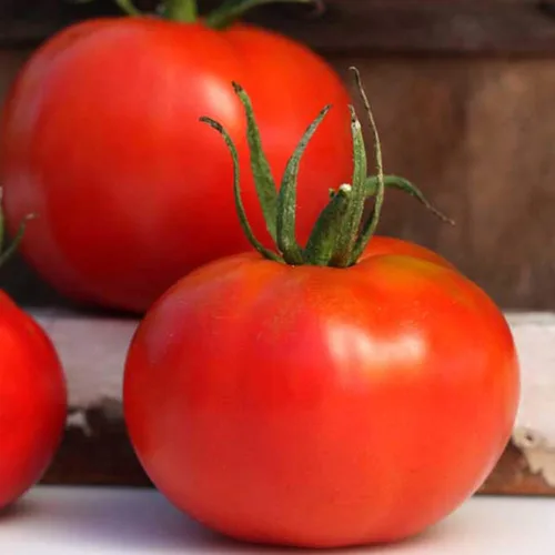 Marglobe Semillas de tomate – 1 onza ~ 7,500 semillas – Semillas de jardinería agrícola, de polinización abierta, sin OMG, semillas de jardinería